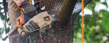 Best Utility Line Clearance  in Dousman, WI