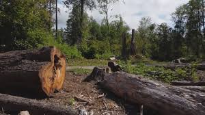 Professional Tree Services in Dousman, WI