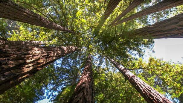 Best Tree Cabling and Bracing  in Dousman, WI