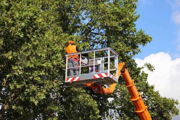 Organic Lawn Care Solutions in Dousman, WI