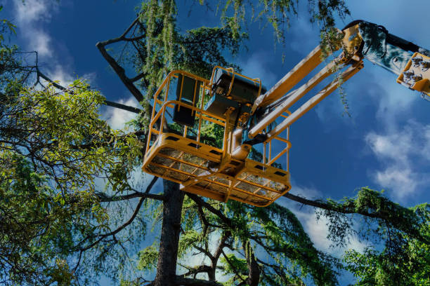 Best Tree Health Inspection  in Dousman, WI