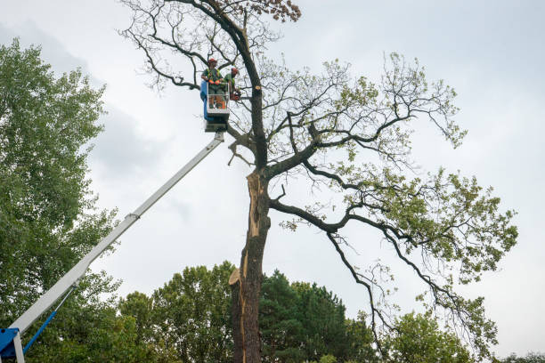 Best Fruit Tree Pruning  in Dousman, WI