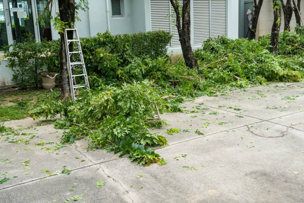Best Commercial Tree Services  in Dousman, WI