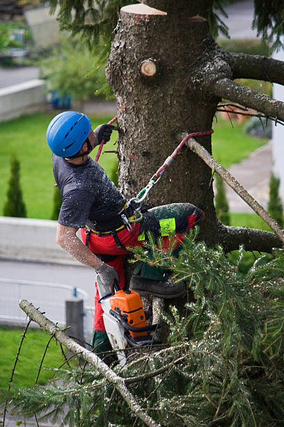 Best Tree and Shrub Care  in Dousman, WI