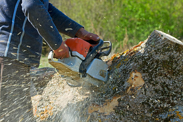 Best Lawn Maintenance Plans  in Dousman, WI