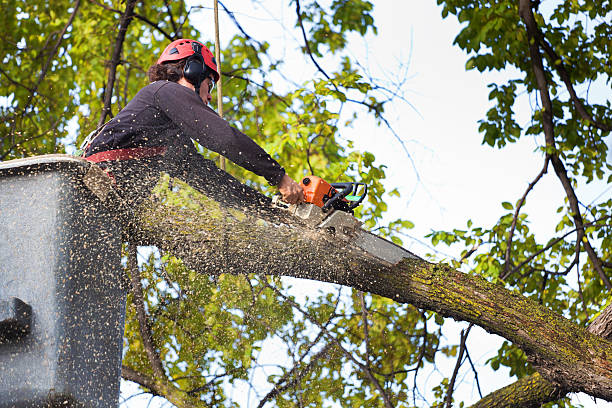 Best Storm Damage Tree Cleanup  in Dousman, WI